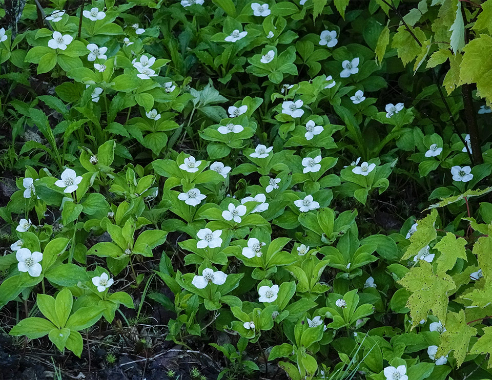 Bunchberry