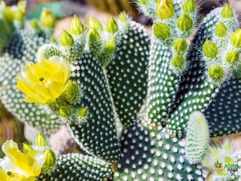 Bunny Ear Cactus