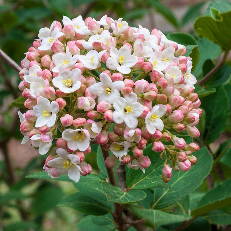 Burkwood Viburnum