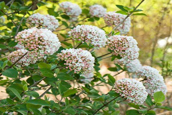 Burkwood Viburnum