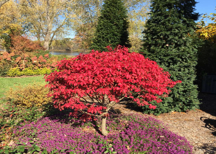 Burning bush