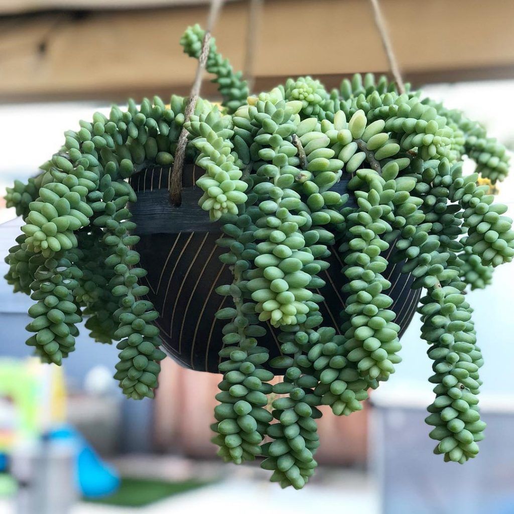 Burro's Tail