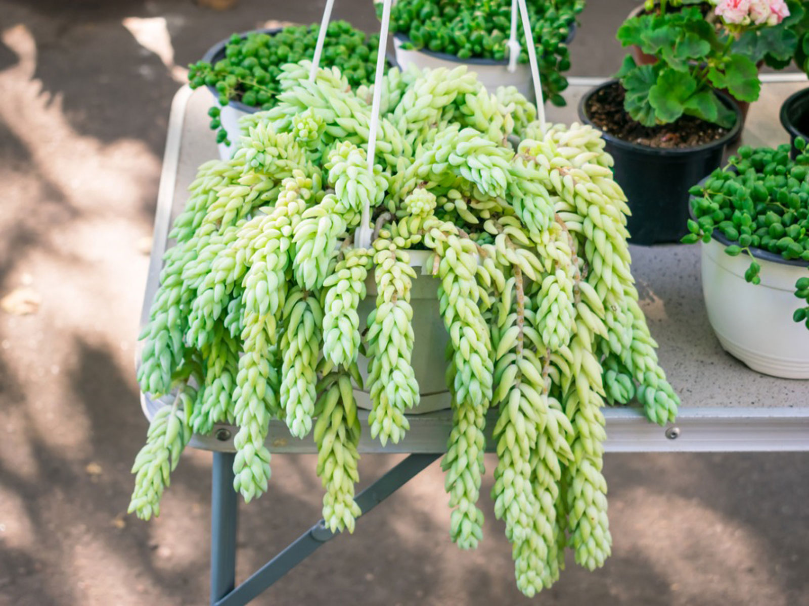 Burro’s Tail