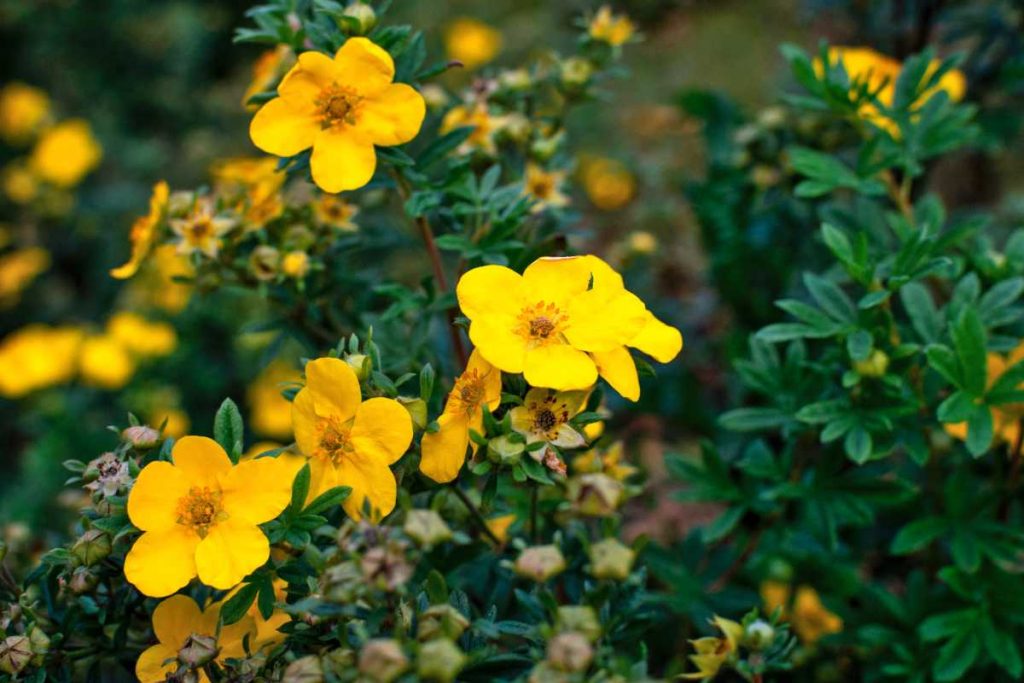 Bush Cinquefoil