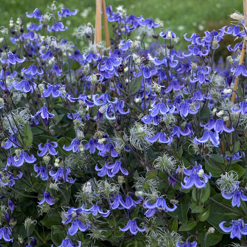 Bush Clematis