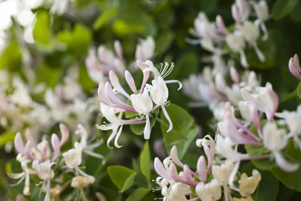 Bush Honeysuckle