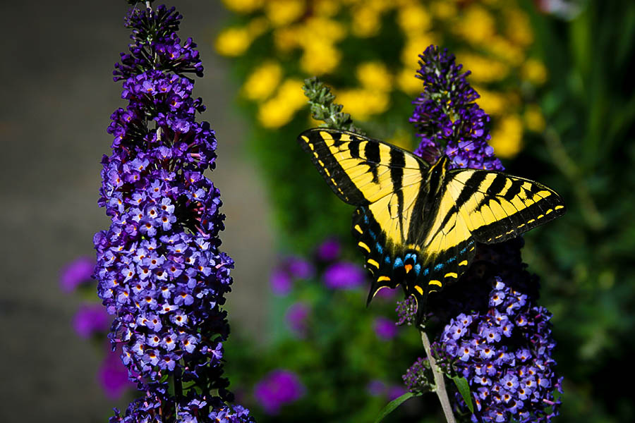 Butterfly Bush