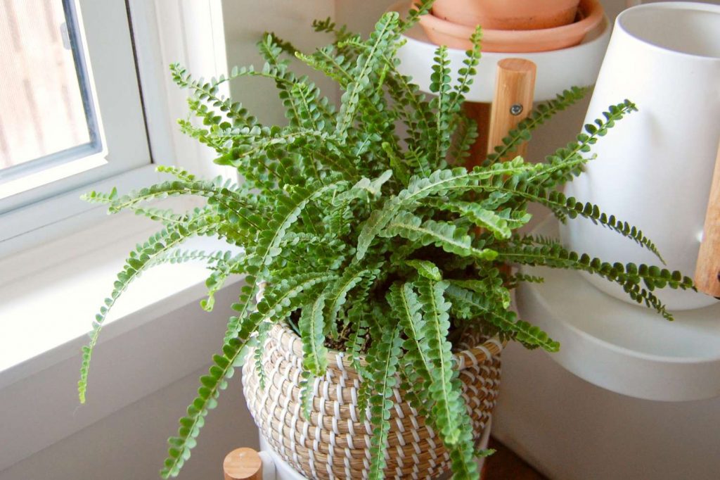 Button Fern