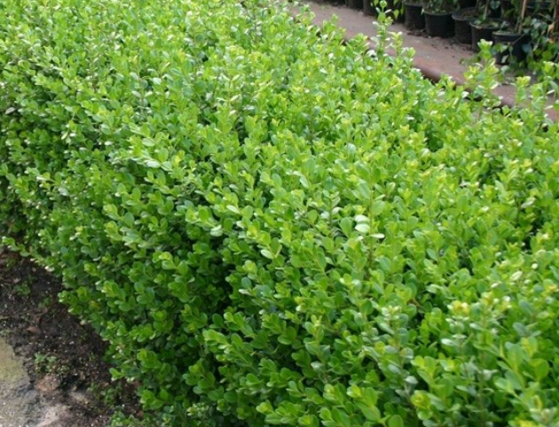 Buxus Microphylla ‘Faulkner’ (Faulkner Boxwood)