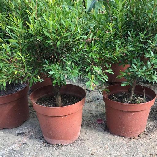 Buxus Plants