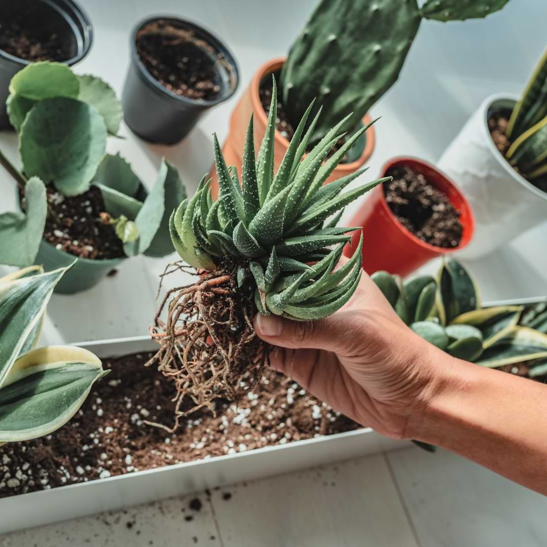 How To Make Cactus Potting Soil – A Beginner’s Guide