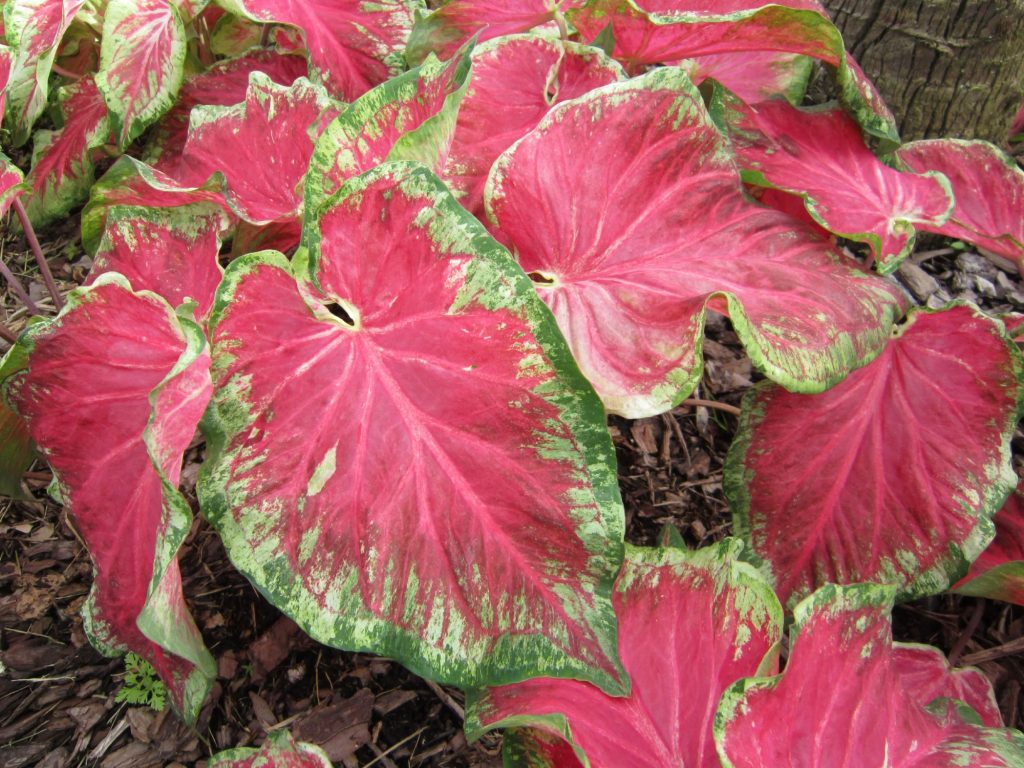 Caladiums