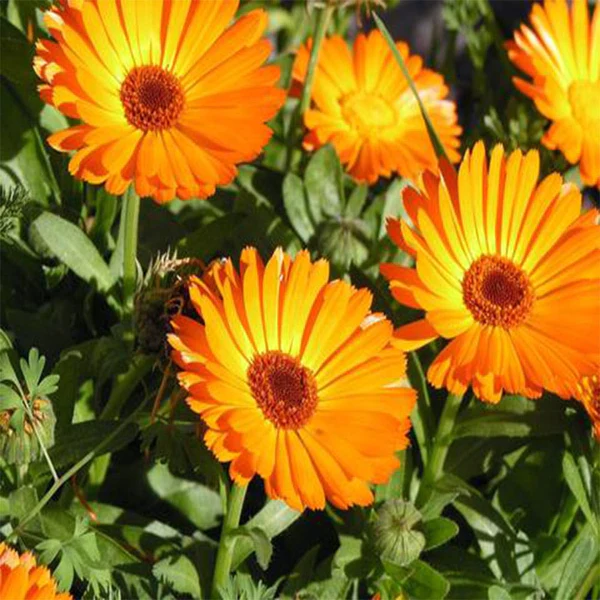 Calendula.