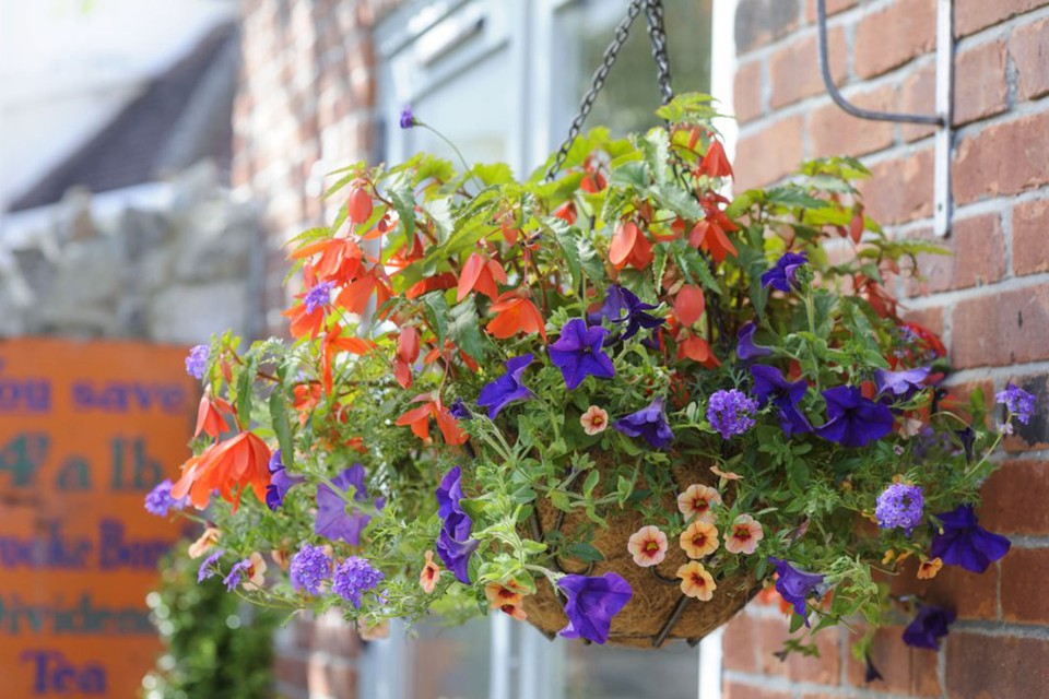 Calibrachoa