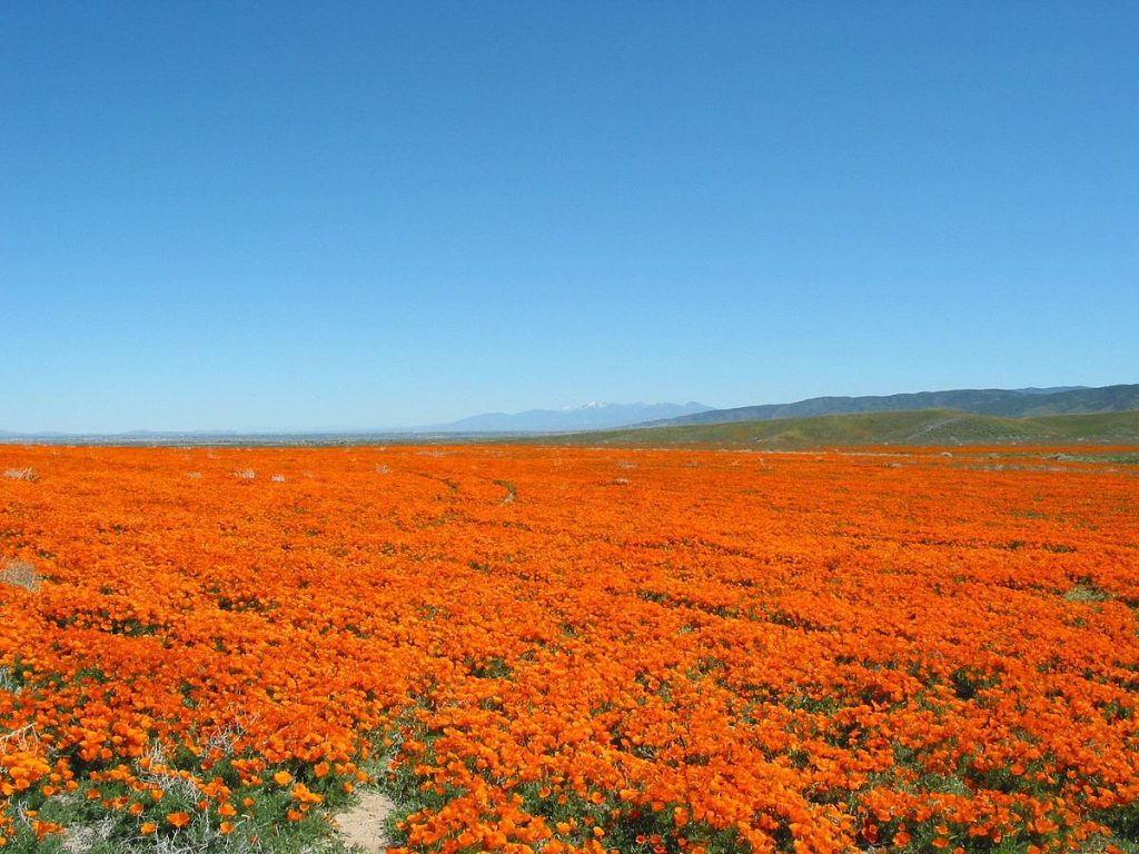 California Poppy