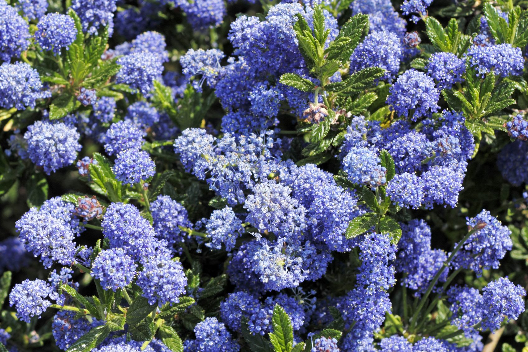 Californian Lilac Shrub