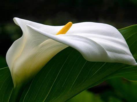 Calla Lily