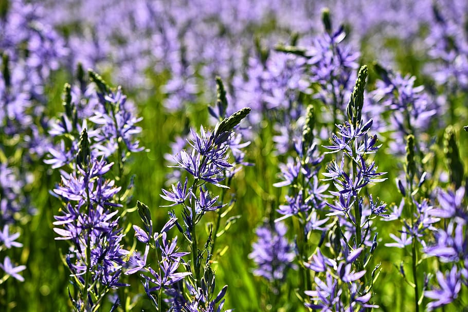 How to Grow & Care for Your Camassia Plants: A Beginner’s Guide