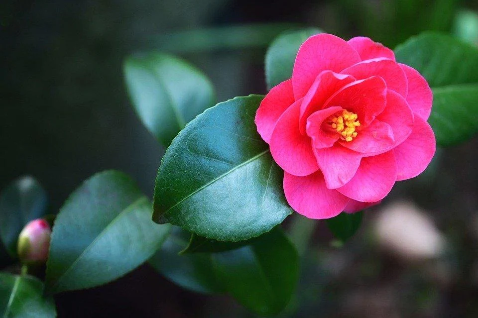 Camelias and pruning