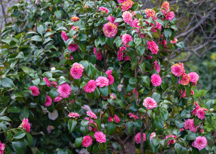 Camellia