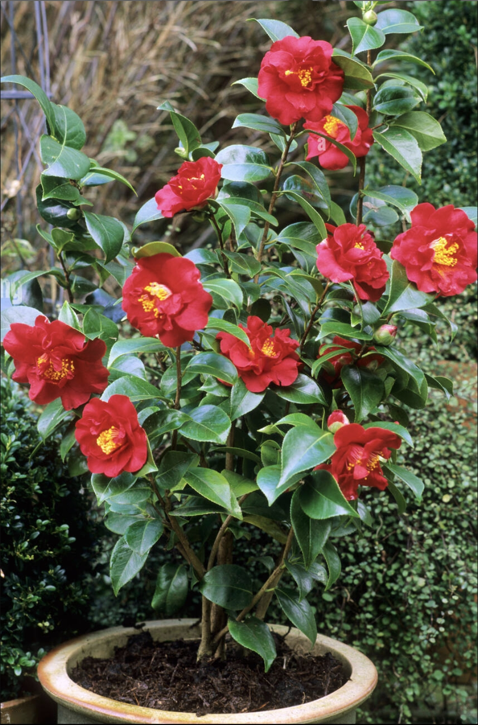 Camellia