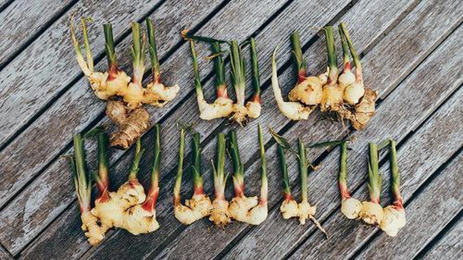 Can Ginger Grow Indoors? Tips for a Thriving Indoor Ginger Garden