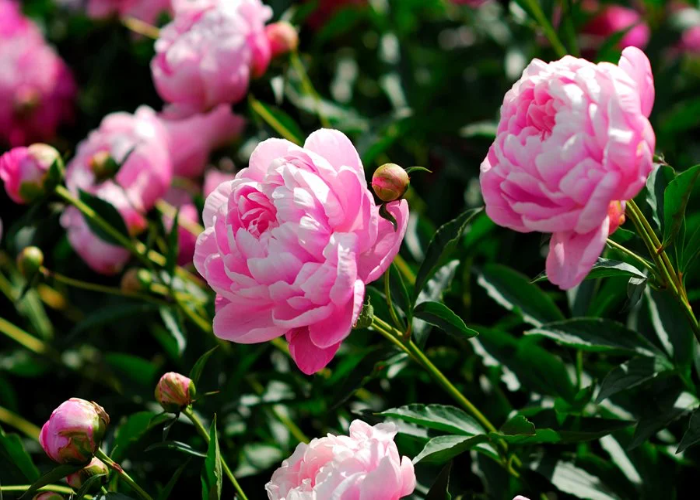 Can Peonies Grow in Pots