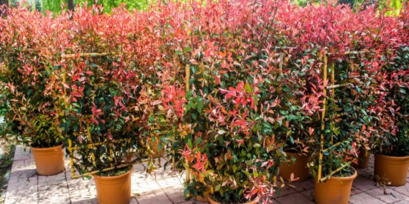 Can Photinia Red Robin Be Grown in Pots