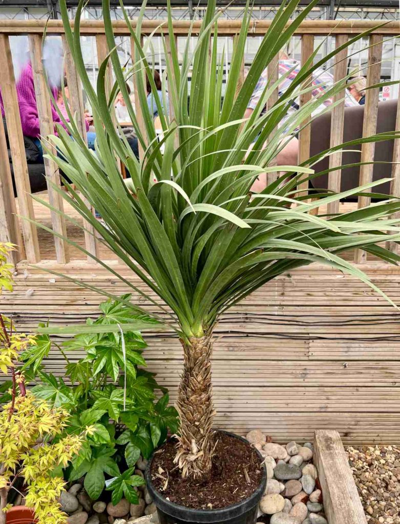 Can You Keep Cordyline in Pots