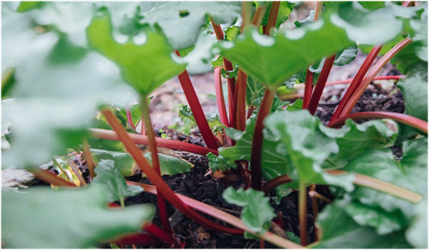 Can You Pick Rhubarb in the First Season