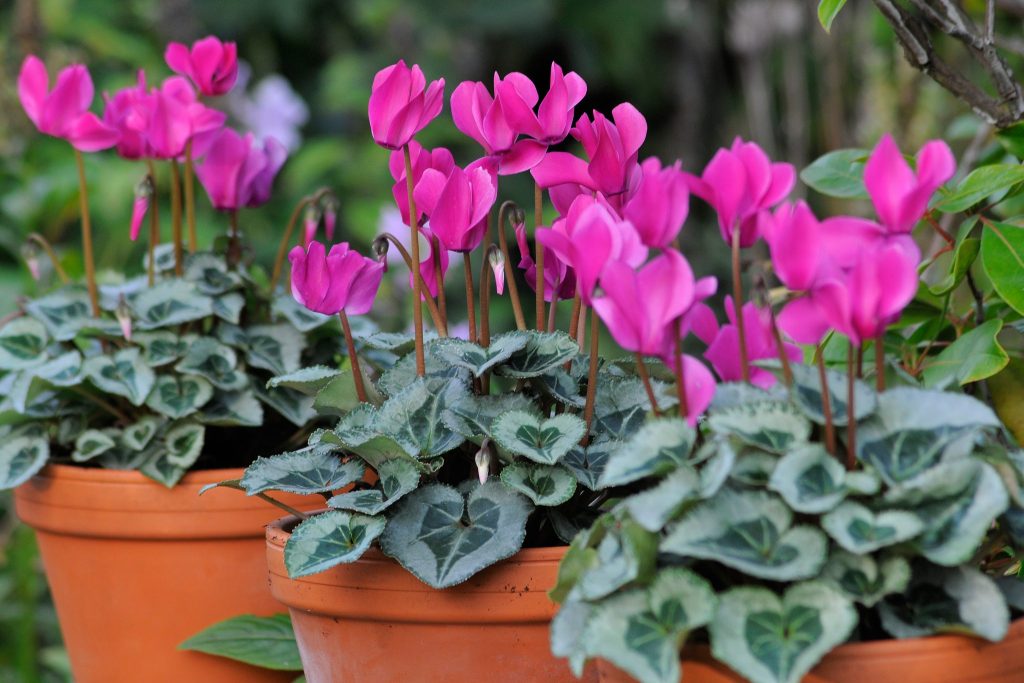 Can You Plant Cyclamen in Pots