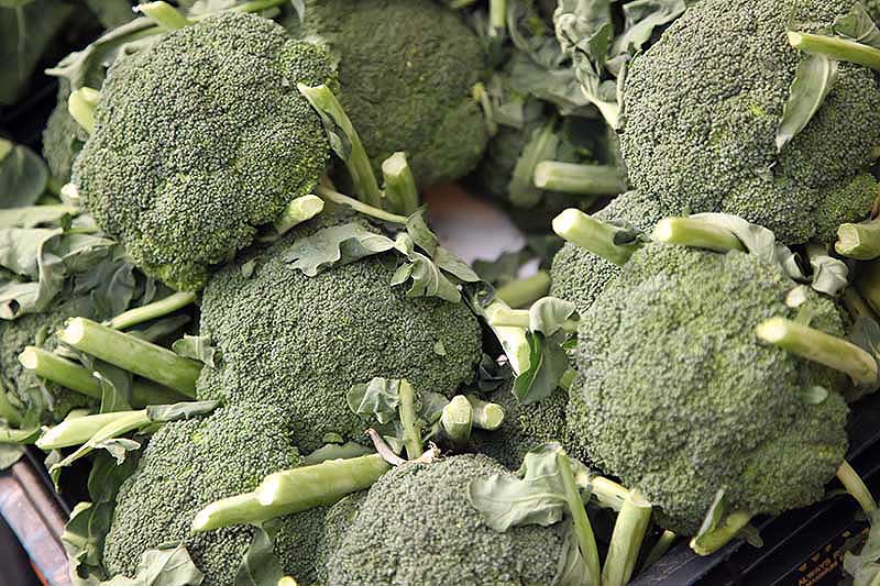 What to Do When Broccoli Flowers (Can You Still Eat It?)