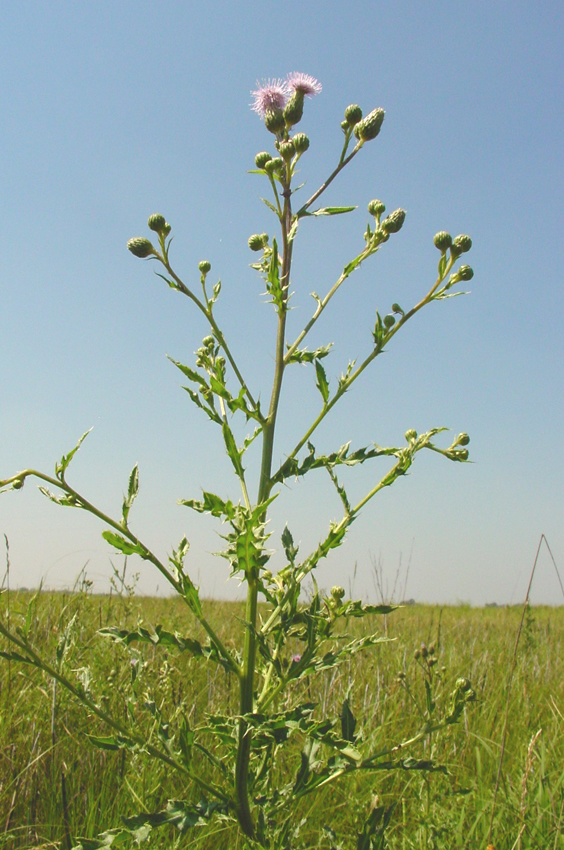 Canadian Thistle 