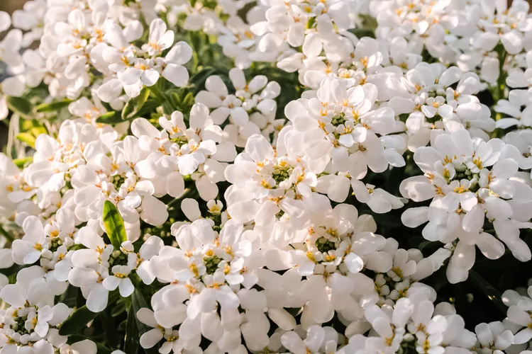 Candytuft