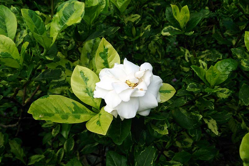 Cape Jasmine