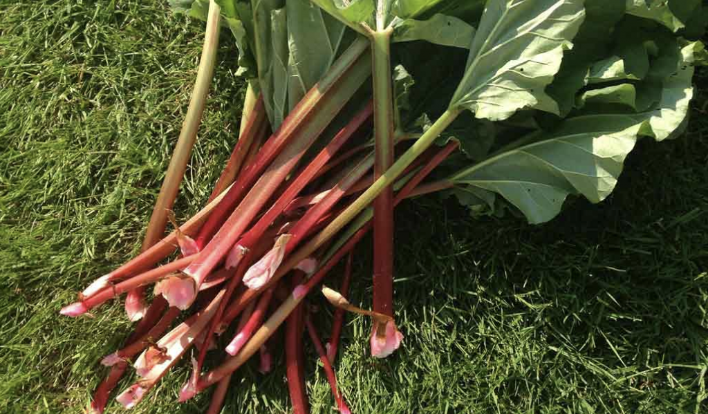 Harvesting Rhubarb