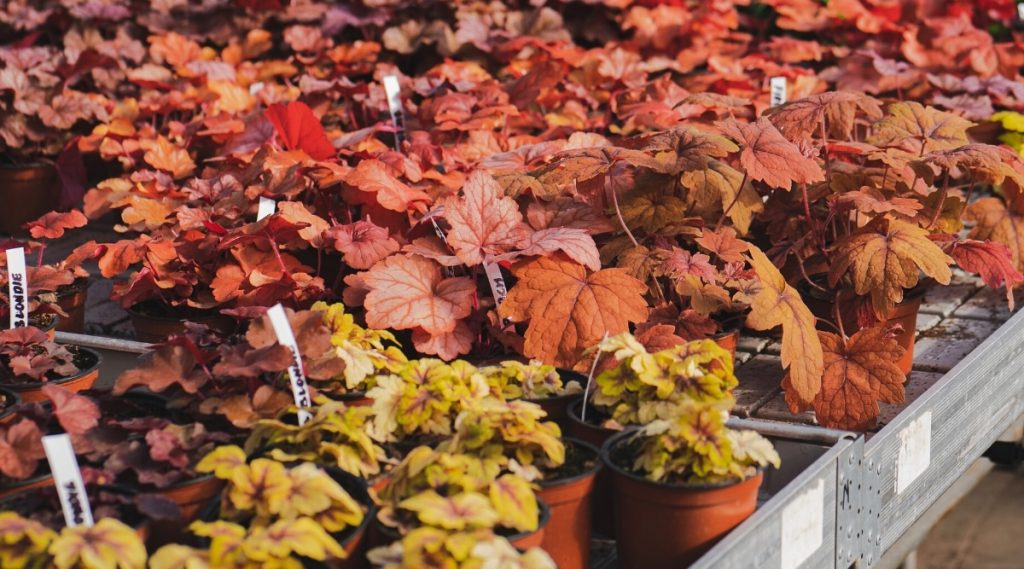 Care for The Newly Divided Heuchera