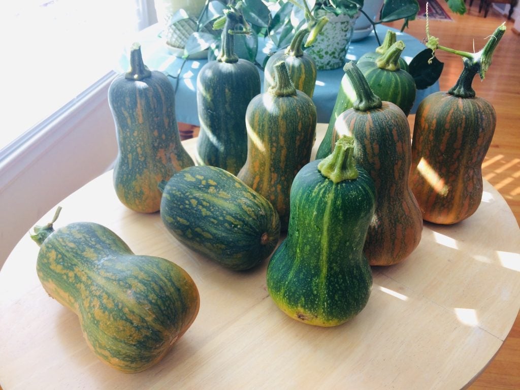 Care for the Squashes