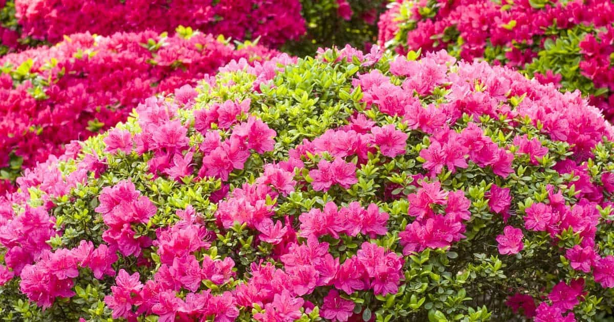 Care of Azaleas