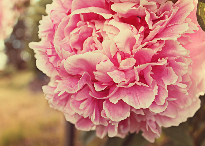 Caring For Peonies The Right Way