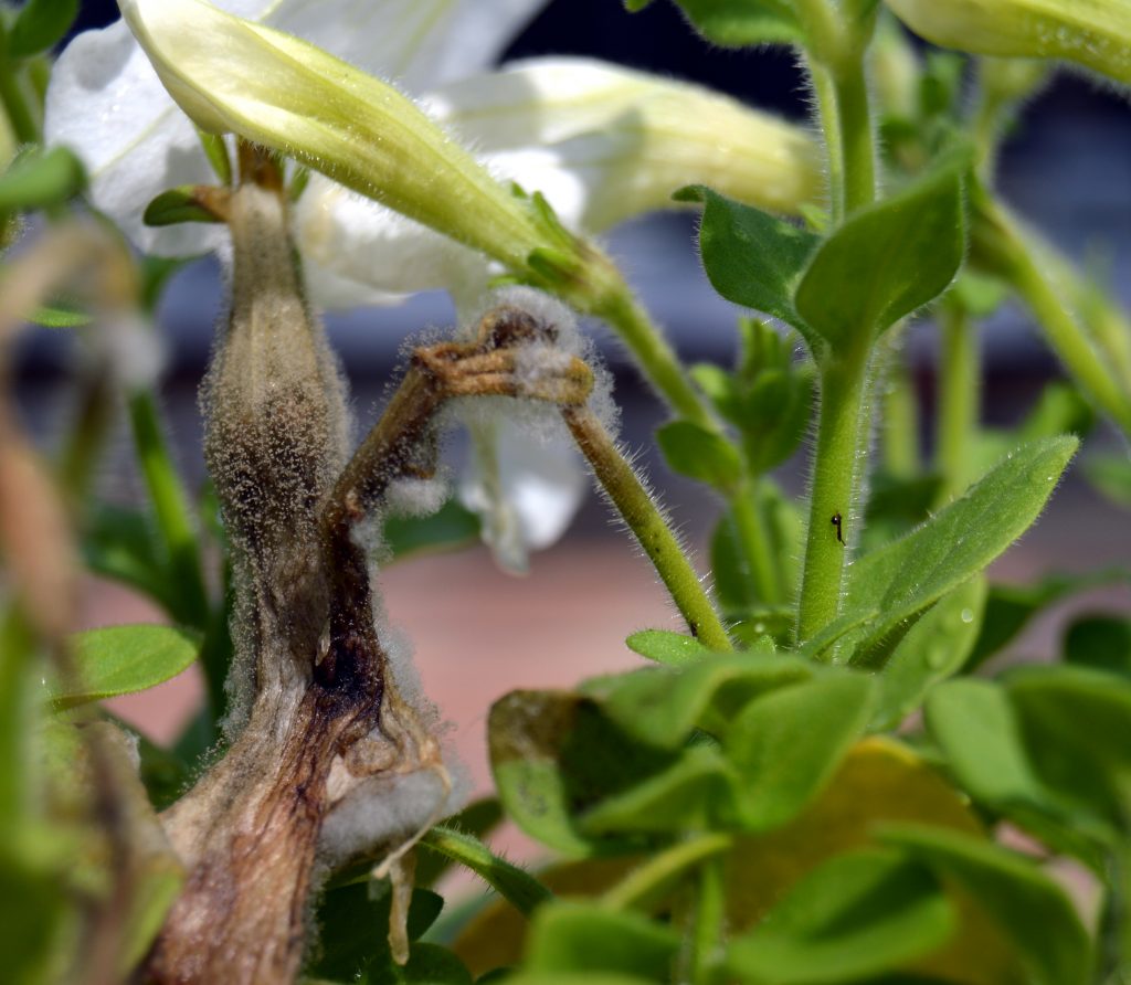 Caring Tips For Your Petunia Plants