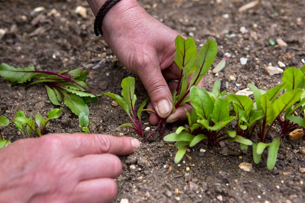 Caring Tips for Beetroot Plant