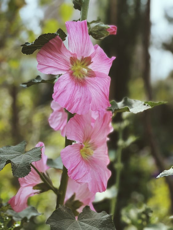 Caring Tips for Hollyhocks