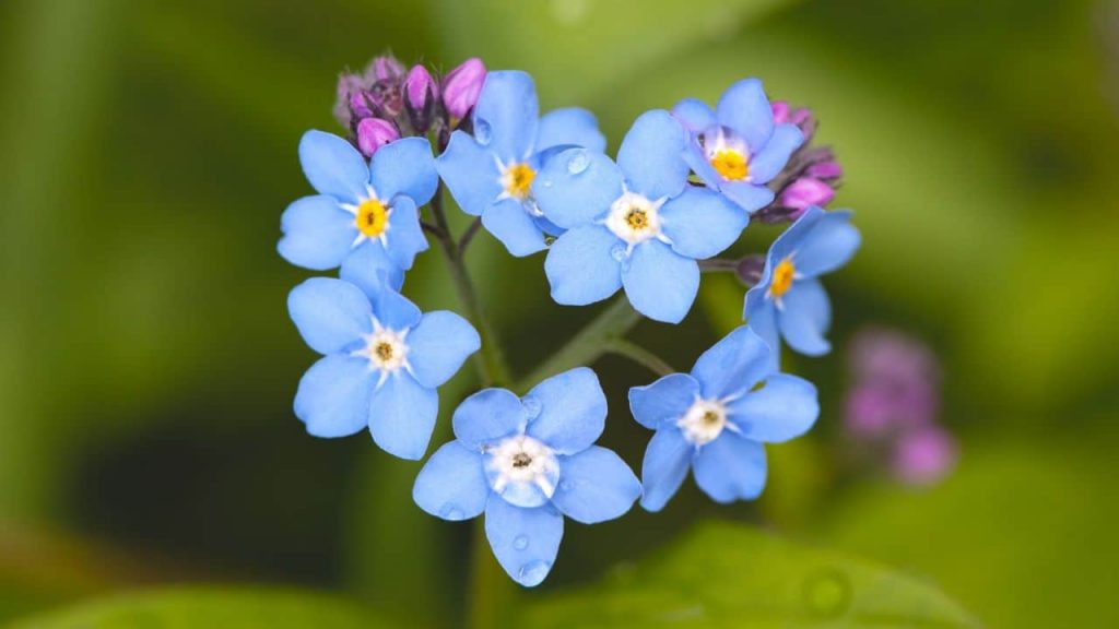 Caring Tips for Myosotis Forget-Me-Not