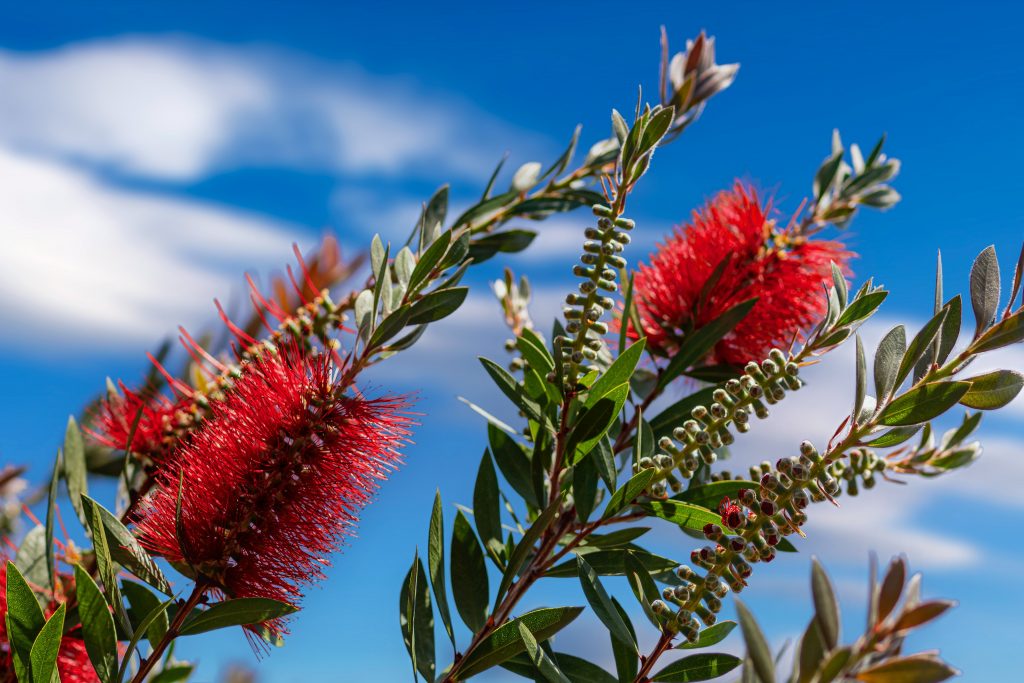 Caring for Callistemon Splendens Plant: Tips, Techniques, and FAQ