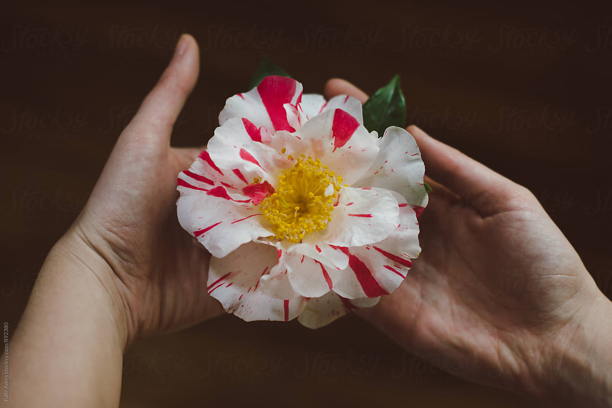 Caring for Your Camellia