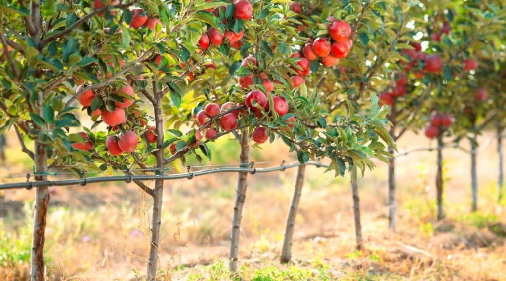 Caring for Your Columnar Apple Tree