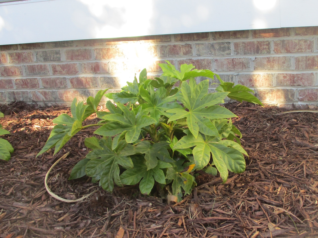 Caring for Your Fatsia Japonica Shrub.mpo