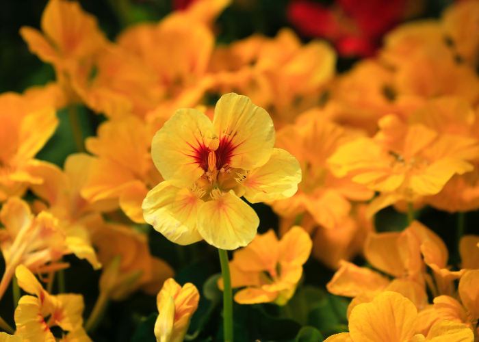 Caring for Your Nasturtium Plants