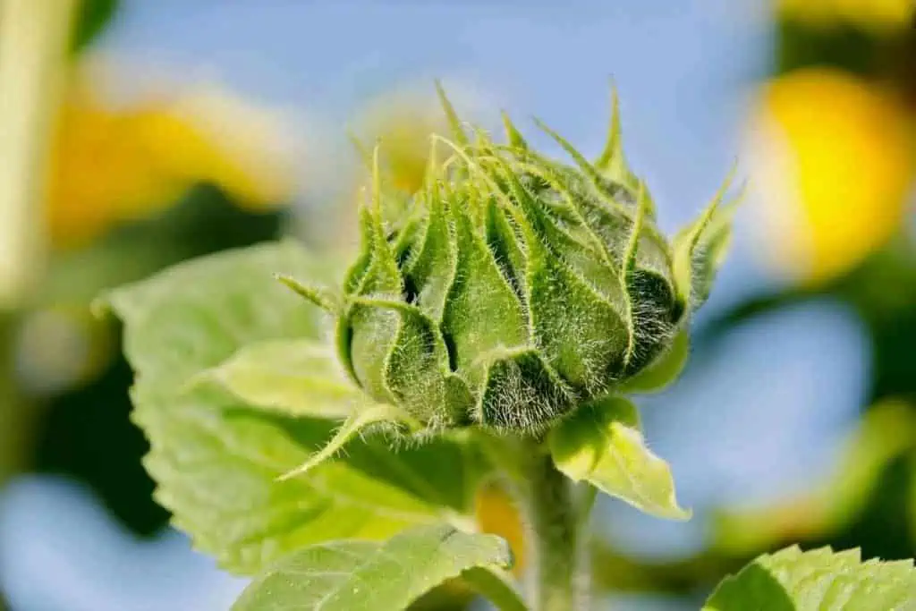 Caring for Your Sunflower Plants in The Growing Phase.jpeg